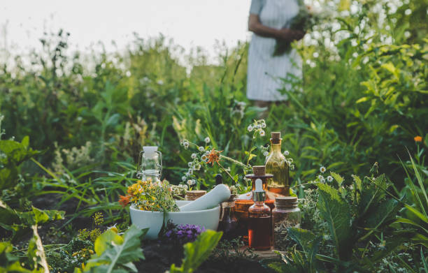 une femme collecte des plantes medicinale. elle les sélectionne dans la nature.